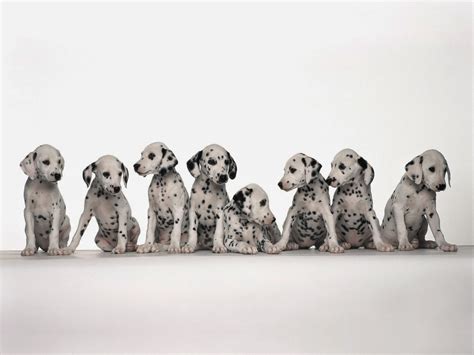 Everything about your Dalmatian - Luv My Dogs