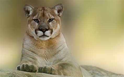 Pin on ANIMAL • Cougar