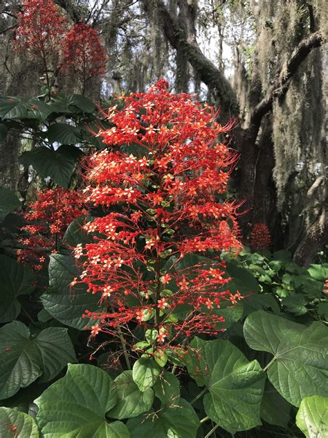 Clerodendrum paniculatum - PictureThis