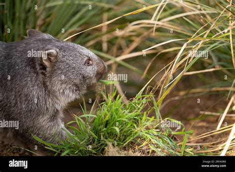 Wombat eating hi-res stock photography and images - Alamy