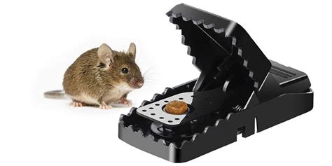 The 10 Best Mouse Traps of 2021 - 2022 | Best Wiki