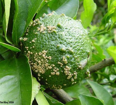 Tropical gardening helpline: How to treat citrus scab - West Hawaii Today