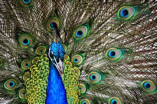 Peacock. | Peacocks are large, colorful pheasants (typically… | Flickr