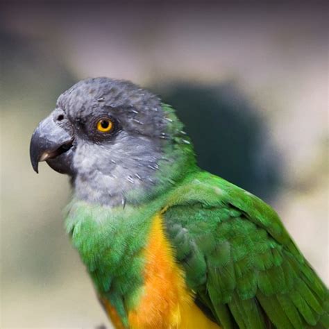 Senegal Parrot Personality, Food & Care – Pet Birds by Lafeber Co.