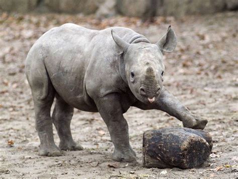 Here Are 13 Baby Rhinos Guaranteed To Make Your Day Better