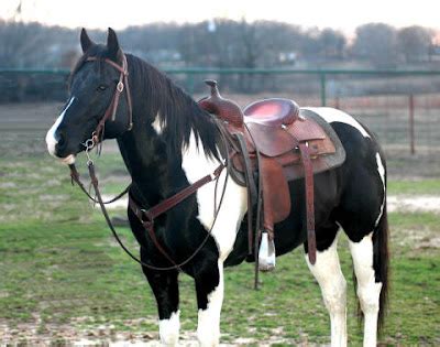 Adventures of a Horse Crazed Mind: Paint Horse Color Patterns