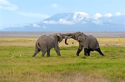 Amboseli National Park - Discover More Than Elephants