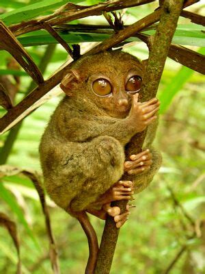 Pygmy Tarsier