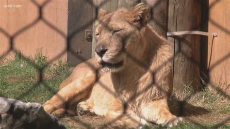 Zoo Knoxville lioness also grows a mane | wbir.com