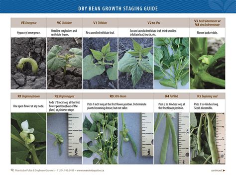 Lima Bean Plant Growth Chart