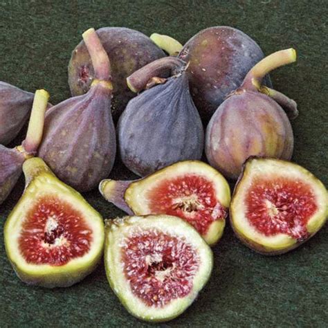 Celeste Fig | Gurney's Seed & Nursery Co.