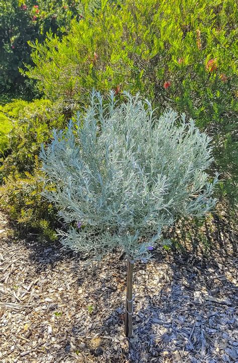 Eremophila nivea 2, image John Elton | Australian Plants Society