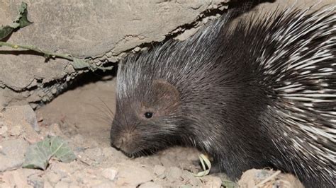 London Zoo Shows New Baby Porcupine Enjoying With Its Parents | Video | CNN - The Limited Times