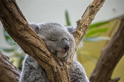 Sleeping koala bear stock photo. Image of animals, sleeping - 261432798