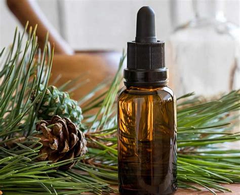 Benefits Of Pine Essential Oil That Will Make You Want To Stock It Up ...