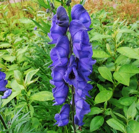 Aconitum napellus MONK'S HOOD - SeedScape