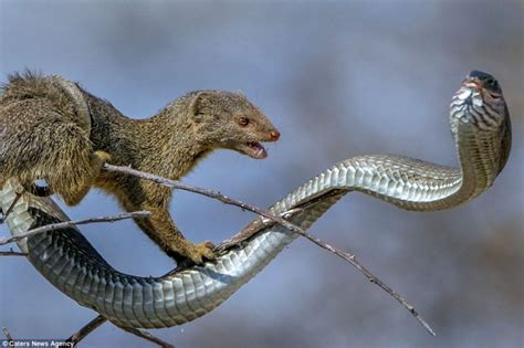 Stunning Photos Capture Snake and Mongoose Fight in the African Savanna | Snake and mongoose ...