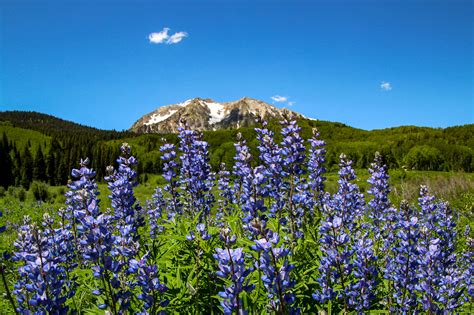 Wildflower Festival Crested Butte, CO 2019 on Behance