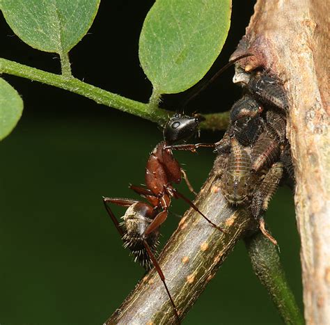 Maryland Biodiversity Project - Red Carpenter Ant (Camponotus chromaiodes)