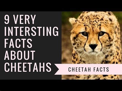 cheetah habitat project for kids - Google Search | Habitats projects ...