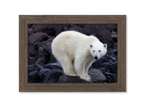 Photographie d'Art d'un Ours polaire à Spitzberg en Norvège