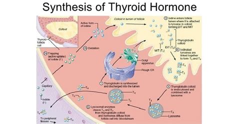 Synthesis Of Thyroid Hormone - www.medicoapps.org