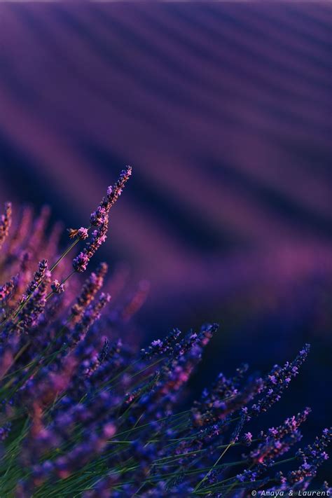 lavender fields - My website : Lemondeenphoto.com | Lavender fields, Lavender flowers, Violet ...