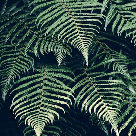 Green Fern Wallpaper - WallpaperSafari