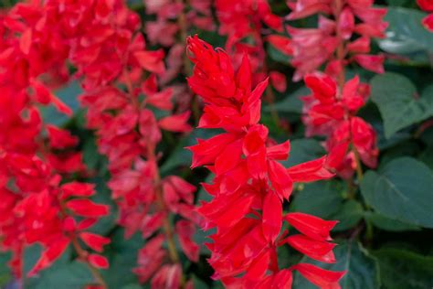 Red Salvia: Plant Care & Growing Guide