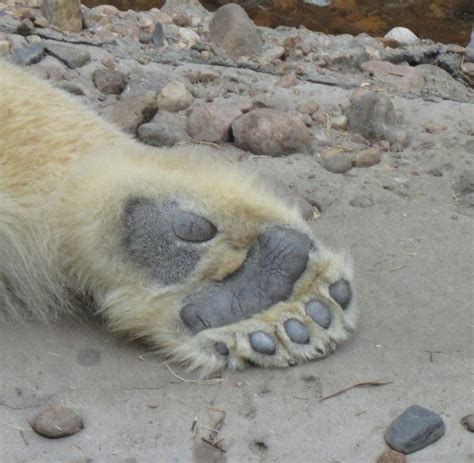 Polar Bear Foot by mcphoto2bug - VIEWBUG.com