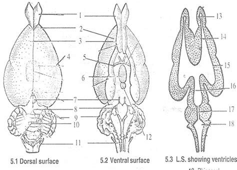 Structure and Functions of Rabbit Brain | Structure and function, Brain ...