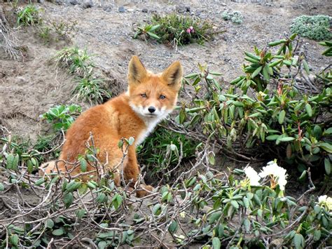 Fox,moth,predator,wild beast,hunger - free image from needpix.com