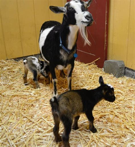 Nigerian Dwarf Goat Twins Born at Point Defiance Zoo | Point defiance zoo, Nigerian dwarf goats ...