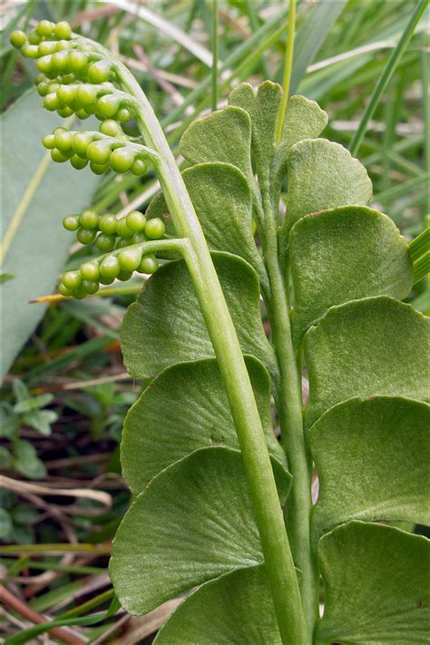 Botrychium-lunaria_12 | Botrychium lunaria (L.) Sw. Moonwort… | Flickr