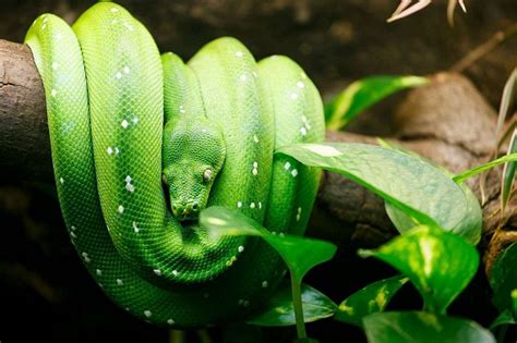 Green Tree Python Facts and Pictures | Reptile Fact