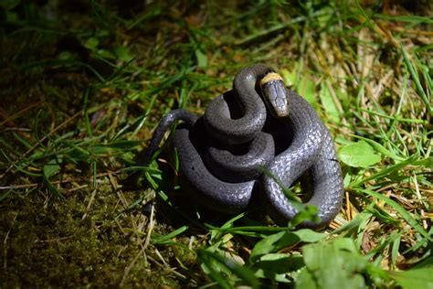 Northern Ringneck Snake (Diadophis punctatus edwardsii) at Herpedia™.com