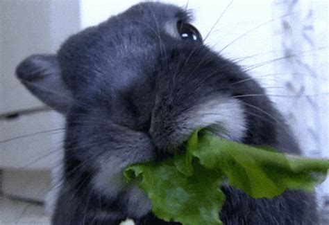 Rabbit GIFs - Find & Share on GIPHY