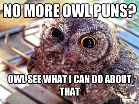 No more owl puns? Owl see what I can do about that | Funny animal memes, Funny animal pictures ...