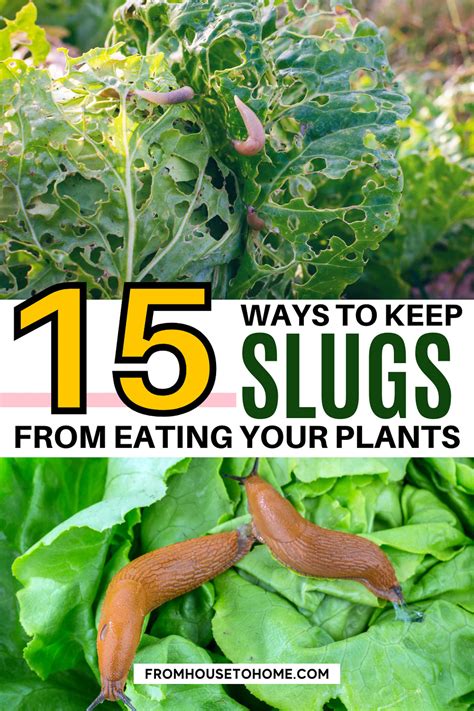 How To Get Rid of Slugs In the Garden Naturally