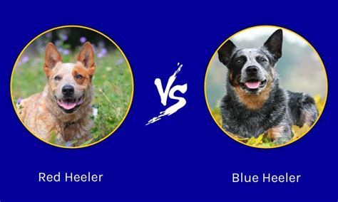 Red Heeler vs Blue Heeler: What Is The Difference? (2023)