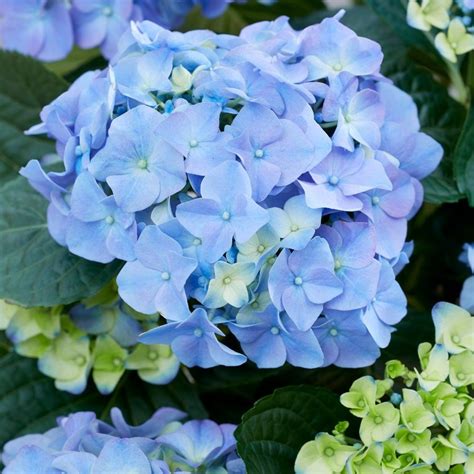 Buy hydrangea Hydrangea macrophylla 'Early Blue ('Hba 202911') (PBR)': Delivery by Waitrose Garden