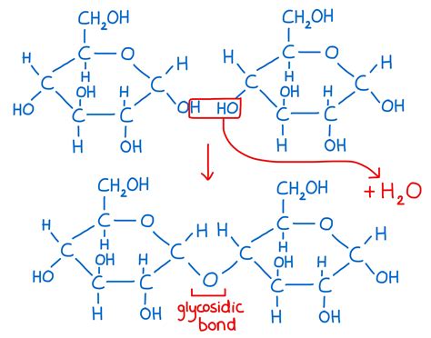 Disaccharide Maltose