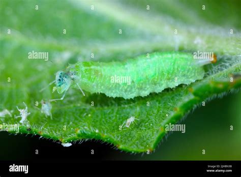 Syrphidae larvae (Hoverfly) with hunted aphid Stock Photo - Alamy