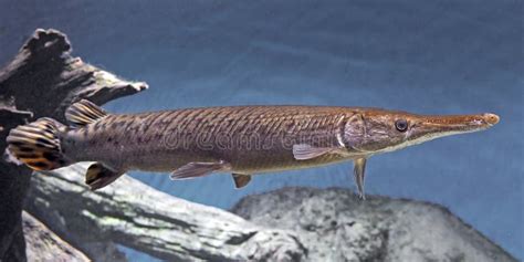 Shortnose Gar (Lepisosteus Platostomus) Stock Photo - Image: 38867701