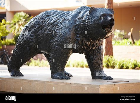 Bruin Bear Statue UCLA Campus, West Los Angeles, California, USA Stock ...