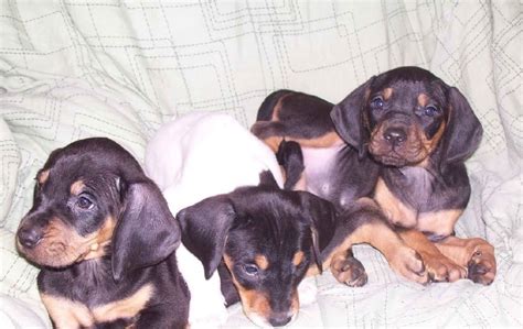 American English Coonhound Puppies Behavior And Characteristics Until One Year