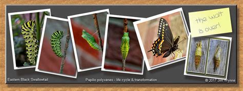 Black Swallowtail Life Cycle by PixelBlender on DeviantArt