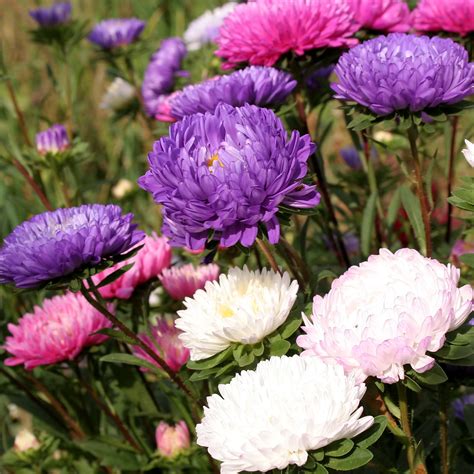 Chrysanthemum China Aster seeds - Callistephus chinensis - 500 seeds – Garden Seeds Market ...