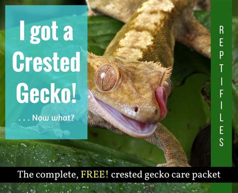 Crested gecko care info | Crested gecko care, Crested gecko, Gecko