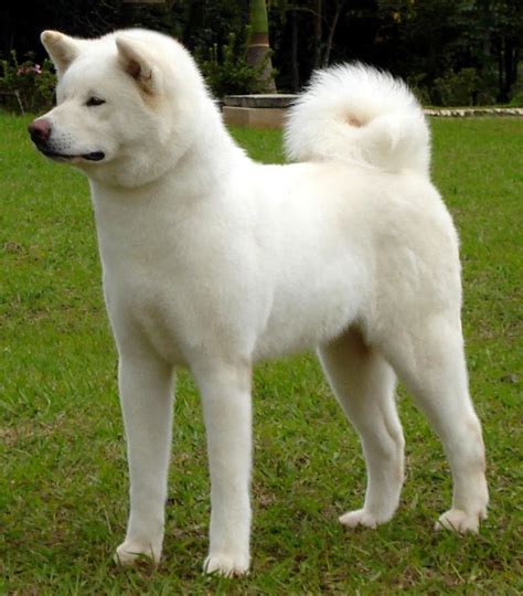 White Akita-Inu | Japanese akita, Akita dog, Japanese dogs